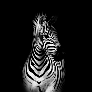 zebra
